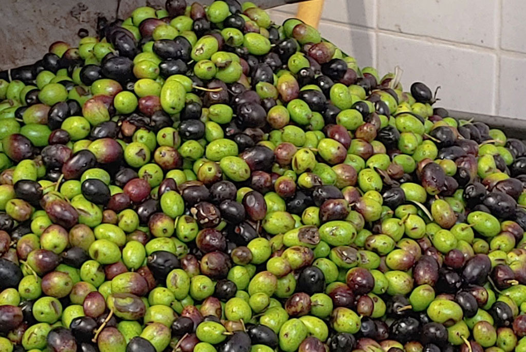 Le nostre olive